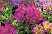 Alstroemeria mix - all images: Floramedia
